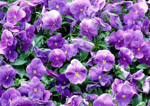 1743507 (a): :2803x1989